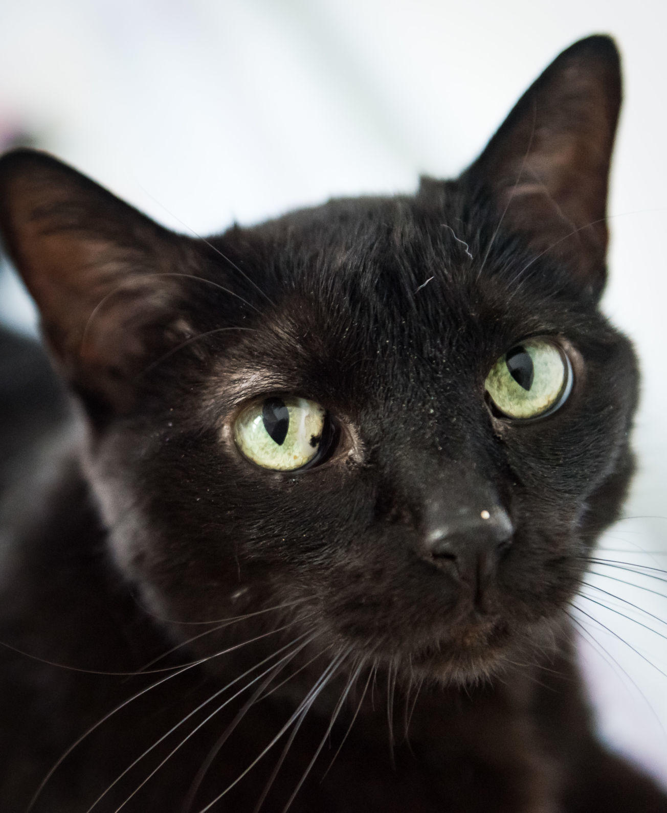 Cats Rescued From House Fire
